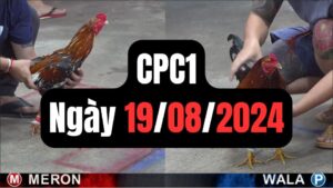 Đá gà thomo CPC1 ngày 19-08-2024