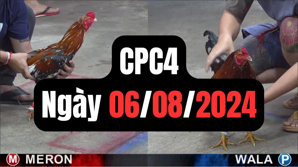 Đá gà thomo CPC4 ngày 06-08-2024