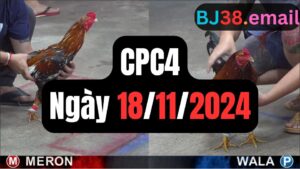 Đá gà thomo CPC4 ngày 18-11-2024