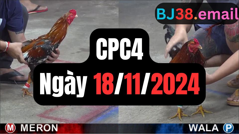 Đá gà thomo CPC4 ngày 18-11-2024