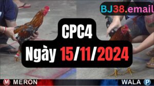 Đá gà thomo CPC4 ngày 15-11-2024