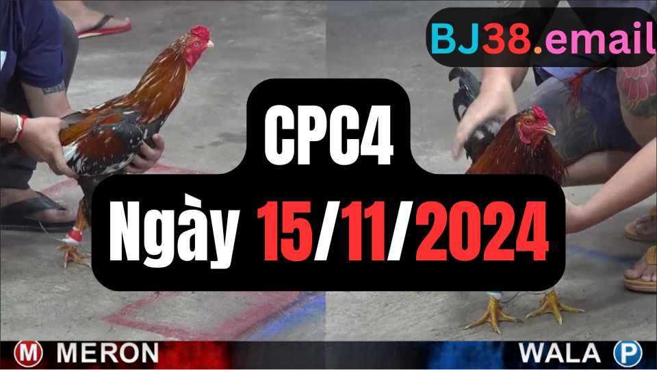Đá gà thomo CPC4 ngày 15-11-2024