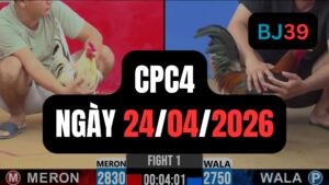 Đá gà thomo CPC4 ngày 24-04-2026