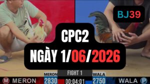 Video đá gà CPC2 Thomo hôm nay 1-06-2026