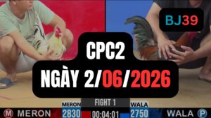Video đá gà CPC2 Thomo hôm nay 2-06-2026