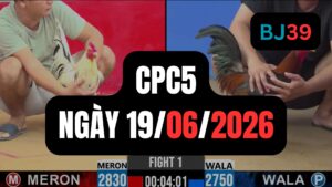 Video đá gà CPC5 Thomo hôm nay 19-06-2026