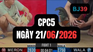 Video đá gà CPC5 Thomo hôm nay 21-06-2026