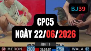 Video đá gà CPC5 Thomo hôm nay 22-06-2026